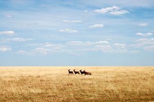 Antelope on the Plains of Southwest Kansas